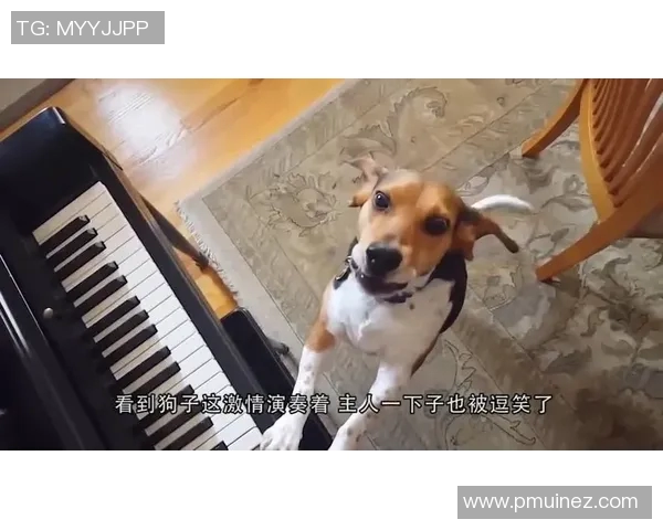 狗狗意外撞上足球明星瞬间引发热议视频曝光让人捧腹大笑